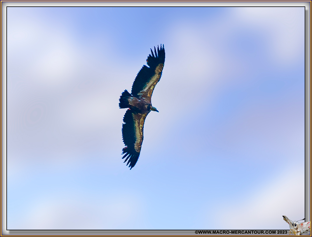 Aigle